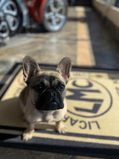 Frankie the Frenchie