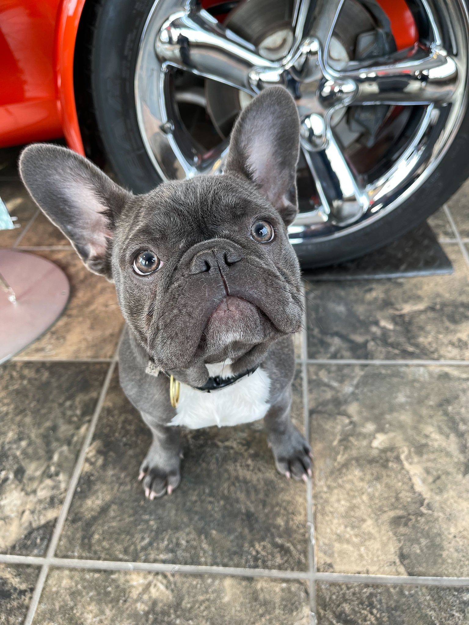 Georgie the Frenchie